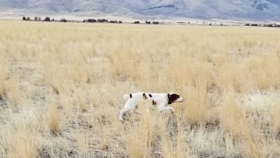 BIRD DOG BROTHERS SONNY BOY