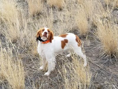 BIRD DOG BROTHERS ORANGE SHERBET