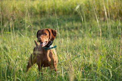 Russet River Heart Of A Hunter JH