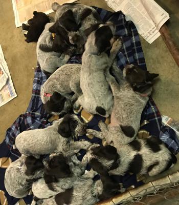 AKC & NAVHDA German Wirehaired Pointer Puppies