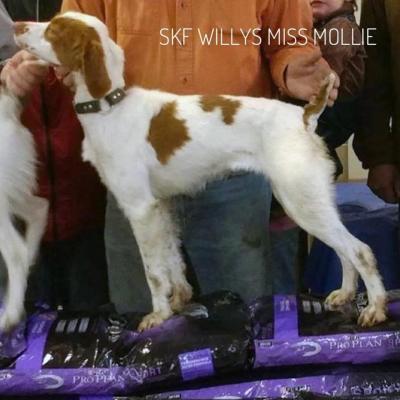 SKF Wily's Miss Mollie