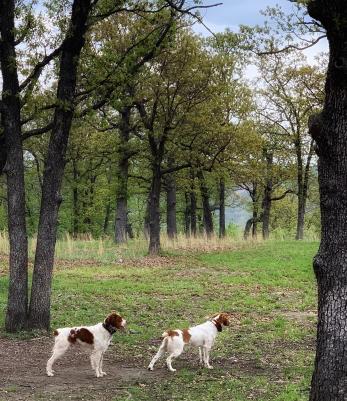 LITTLE LADY OF COLLINE DES REVES