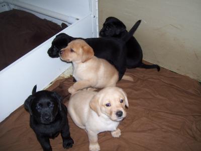 Laddy - Shooey Lab Puppies