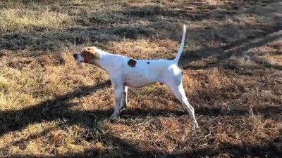 Twincedar Chaparral Buck