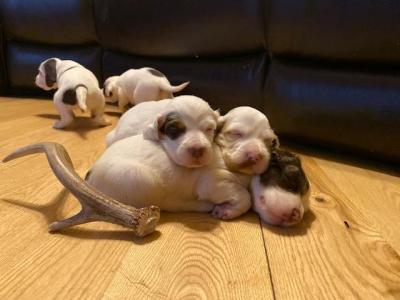 English setter puppies, registered