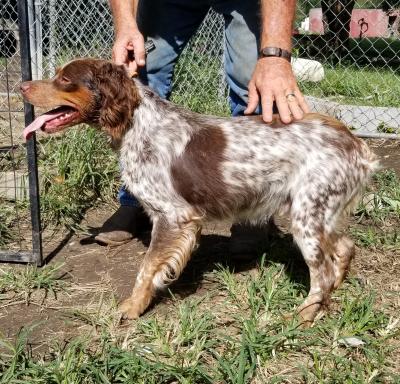 Texas Red of Little Dixie Ranch