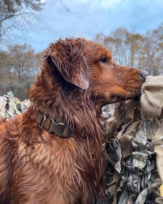 Pine Grove Goldens’ Sampson