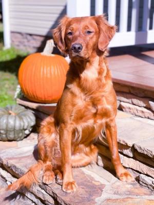 Pine Grove Goldens’ Ginger