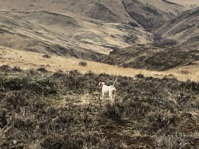 Ridge Runner June
