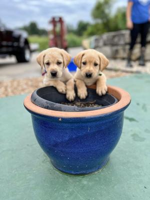 Pendergraft Puppies