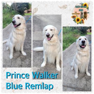 Prince Walker Blue Remlap