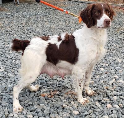 DOWDYS JUNE TIME BULLET