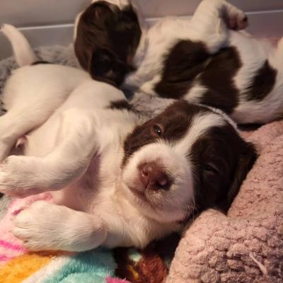 Gem X Pod Litter