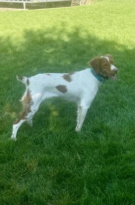 Timp’s Royal Ruby