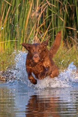 HR CH Bear Kreek Autumn's Red Ryder SH