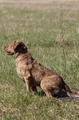 HRCH GRCHSD U-CH CH Bear Kreek's Peacemaker MH QAA