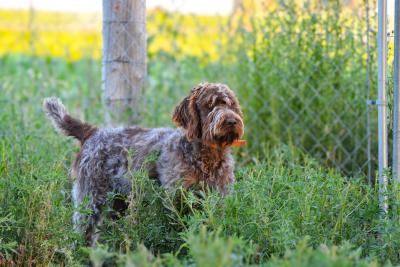 Outback's Doc Holiday