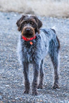 Outback's The Story of My Life