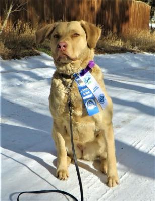 Wild Rose's Jupiter of Black Devil's TKN CGC