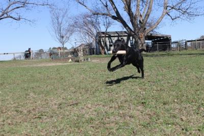 HAT CREEK'S ROUGH RIDIN' OUTLAW  (