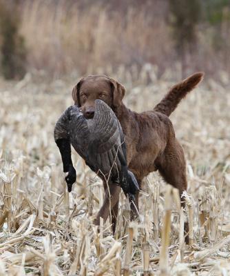 CAPTAIN THOR OF THE CHESAPEAKE MH, WDQ