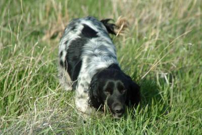 TBR Bronte's Little Miss Ivy - retired