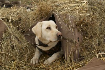 Crooked C's Autum Pride/yellow lab stud hank