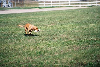 SHR Midnight Ridge's Red Hotmama's Pedigree