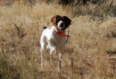 Annabella's TJ's White Shadow