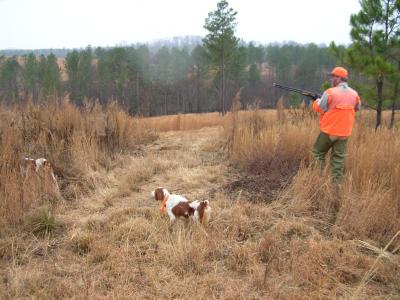 Springbank Plantation