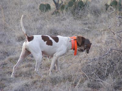 Big Country Quail Hunts