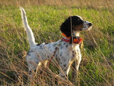 Berg setters sales