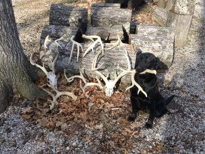 Bull Valley Retrievers - Illinois Antler Sheds, Hunt